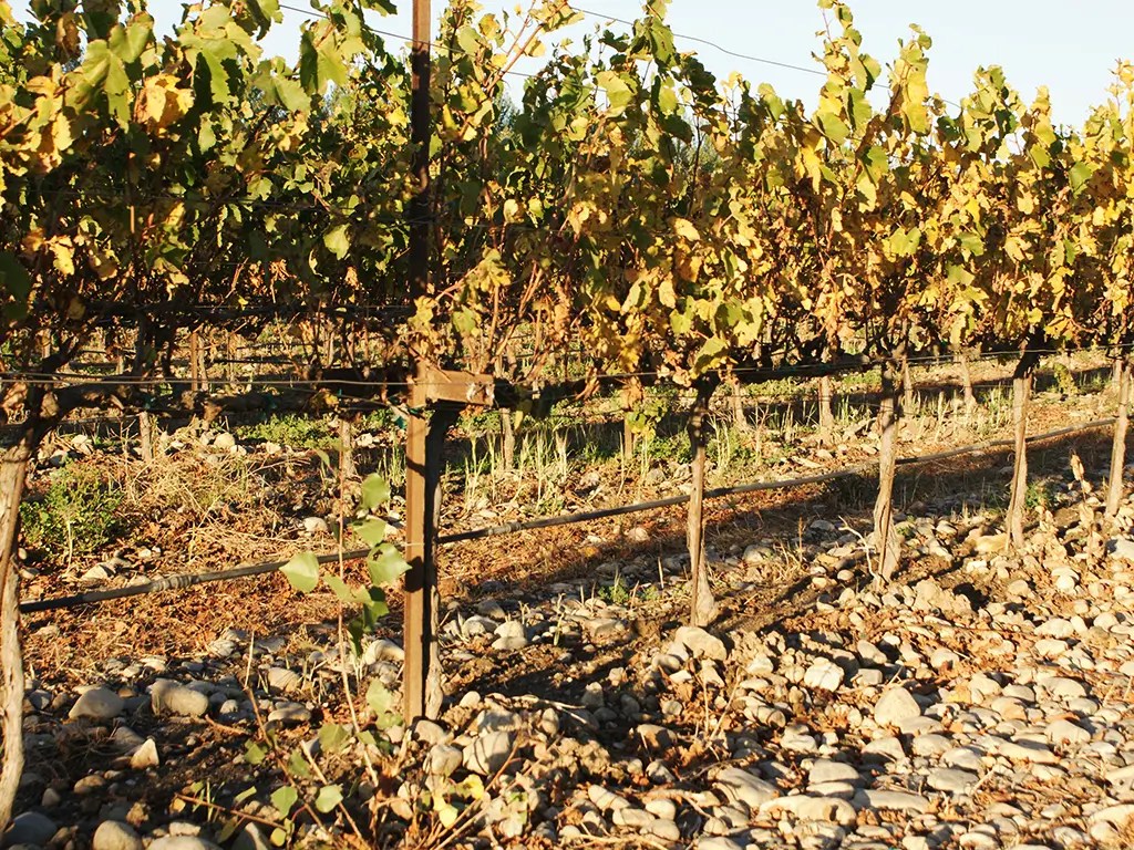 chalone vineyard panel our vineyards soil